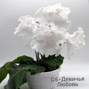 DS-Девичья Любовь