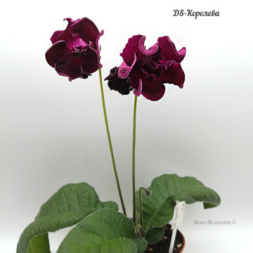 DS-Королева