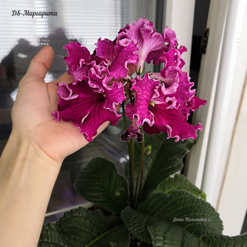 DS-Маргарита 