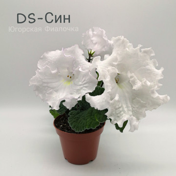 DS-Син