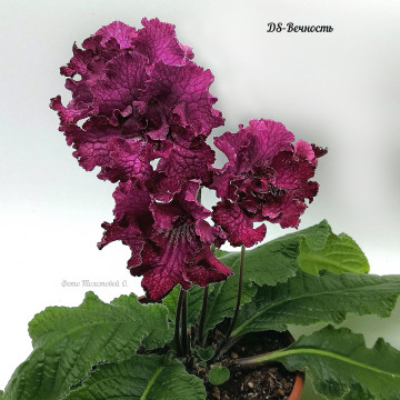 DS-Вечность