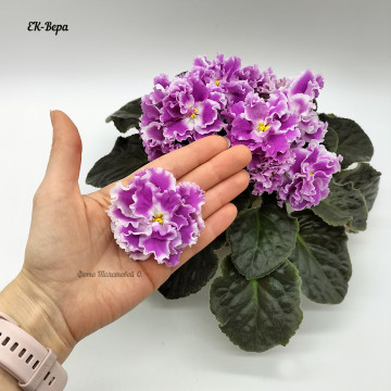 ЕК-Вера