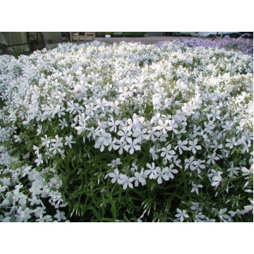 Флокс растопыренный White Perfum