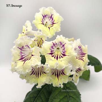 KT-Amouage
