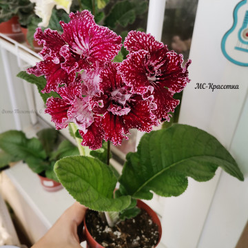 МС-Красотка