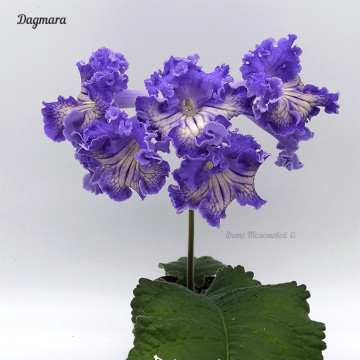 Dagmara