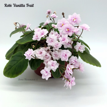 Rob's Vanilla Trail