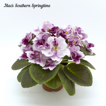 Mac's Southern Springtime
